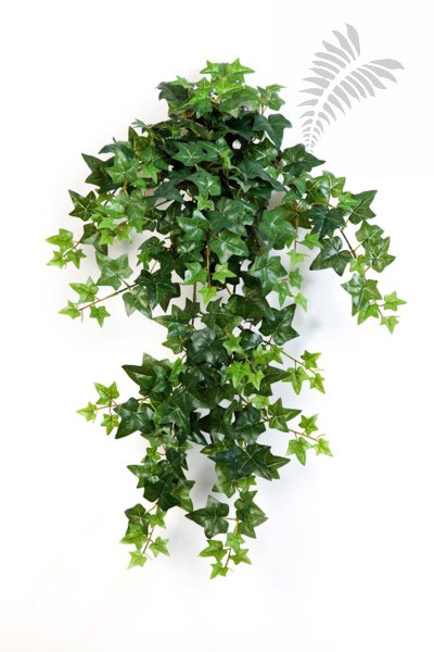GREEN IVY HANGING Bush X 12 1135N