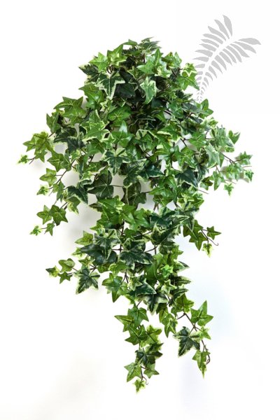 VAR. IVY HANGING BUSH X 12 1135V