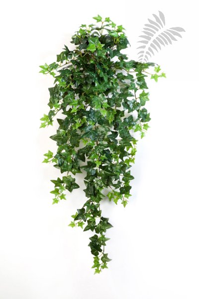 GREEN IVY HANGING BUSH X 15 1136N