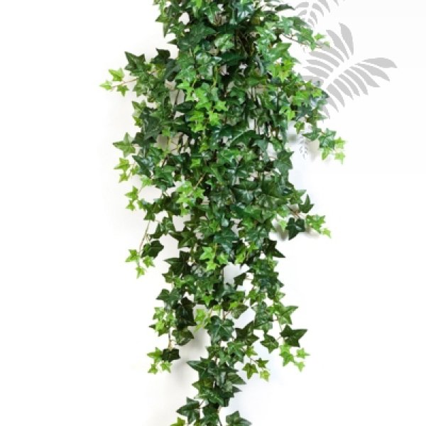 GREEN IVY HANGING BUSH X 18 1137N