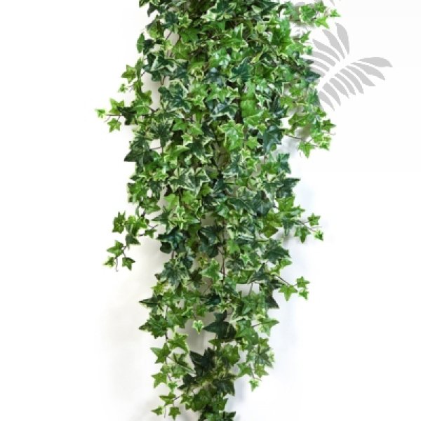VAR. IVY HANGING BUSH X 18 1137V