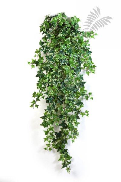 VAR. IVY HANGING BUSH X 18 1137V