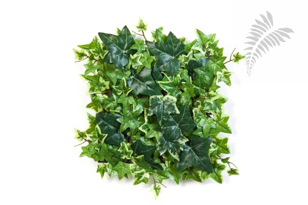 VARIEGATED IVY MAT 30X30 CM 1138V