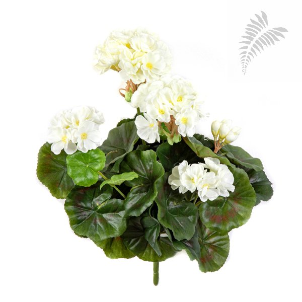 GERANIUM BUSH X 7 1148CR