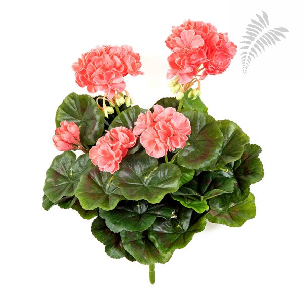 GERANIUM BUSH X 7 1148P