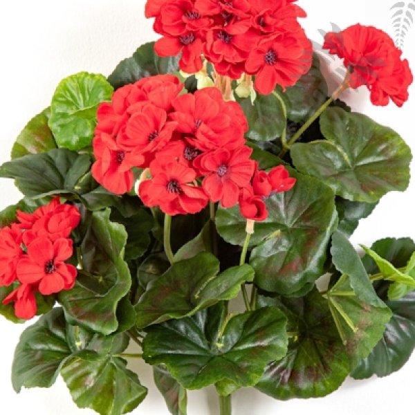 GERANIUM BUSH X 7 1148R