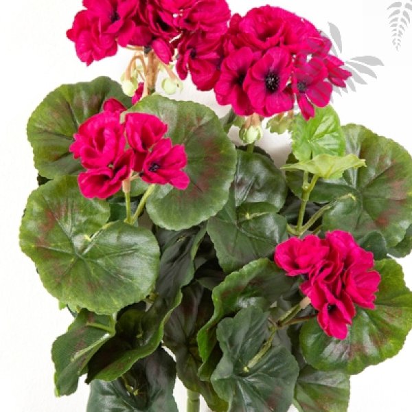 GERANIUM BUSH X 7 1148V