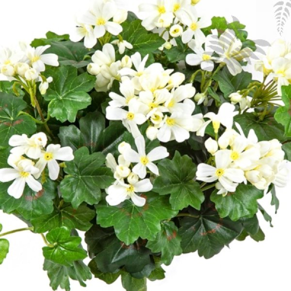 GERANIUM CASCADE BUSH 1150CR