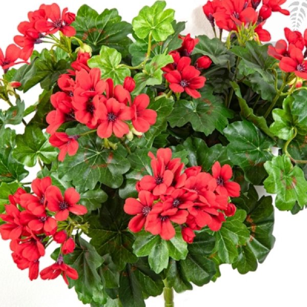 GERANIUM CASCADE BUSH 1150R