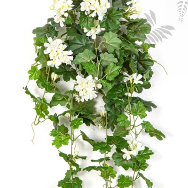 GERANIUM CASCADE HANGING BUSH 1151CR