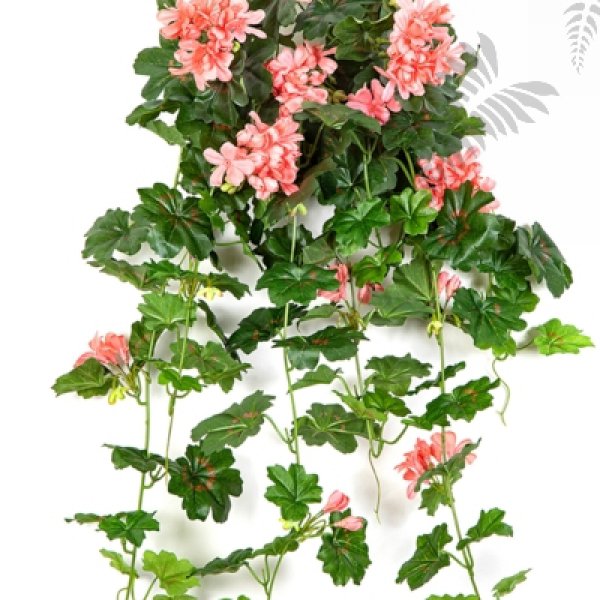 GERANIUM CASCADE HANGING BUSH 1151P