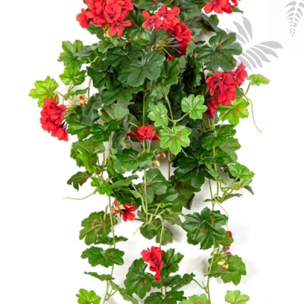GERANIUM CASCADE HANGING BUSH 1151R