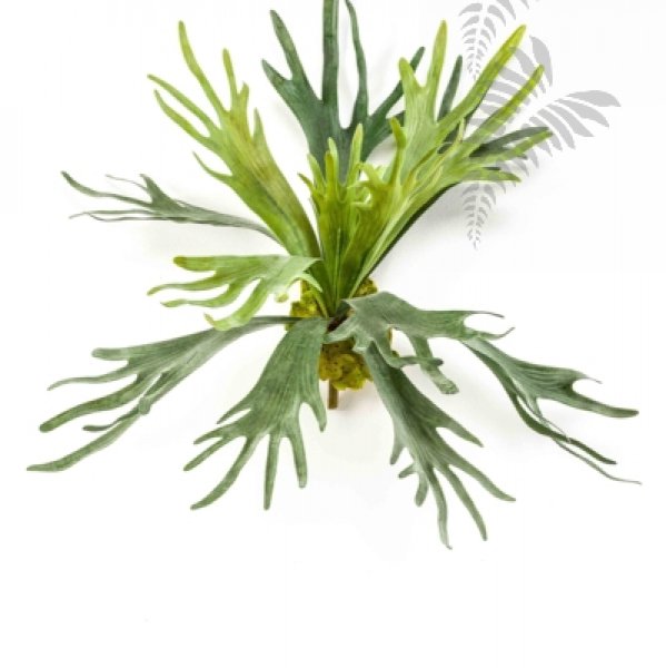 Staghorn Fern 48cm 11581