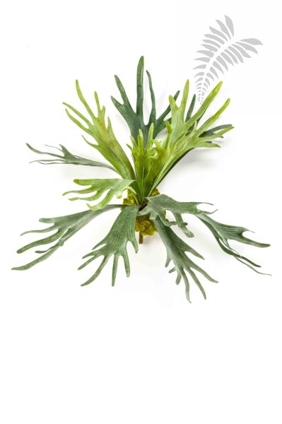 Staghorn Fern 48cm 11581