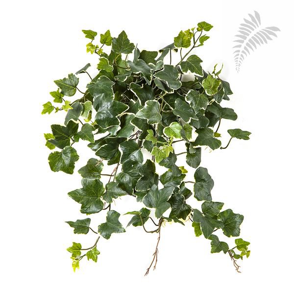 VAR.IVY HANGING BUSH X 133 1160NW-UV