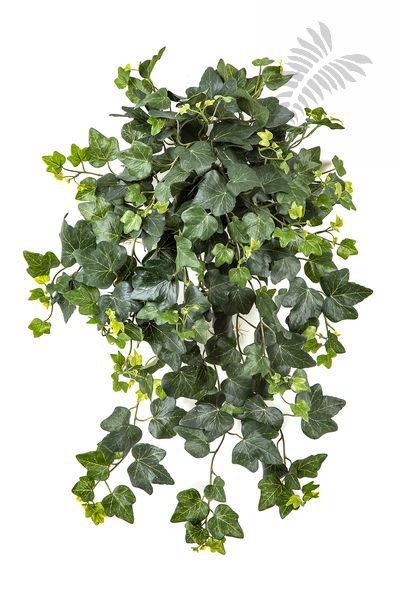 IVY HANGING BUSH X 262 - UV 1162N-UV