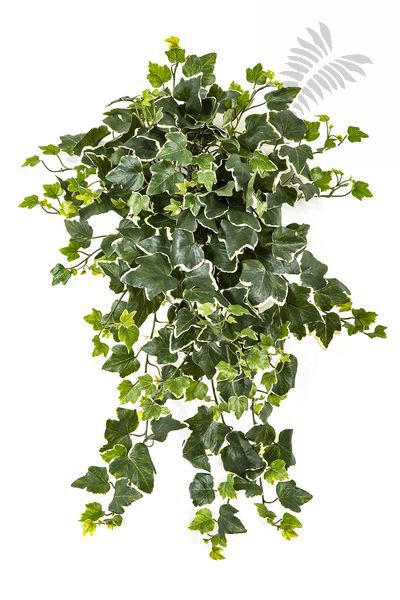 VAR.IVY HANGING BUSH X 262 1162NW-UV