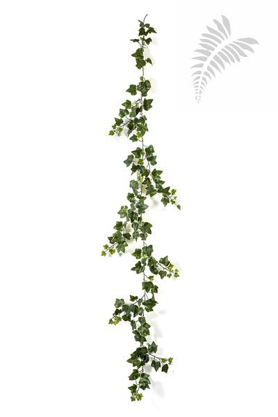 VAR. IVY GARLAND X 148 - UV 1165NW-UV