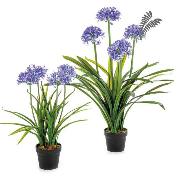 Large Agapanthus Blue w/pot 103cm 1171B