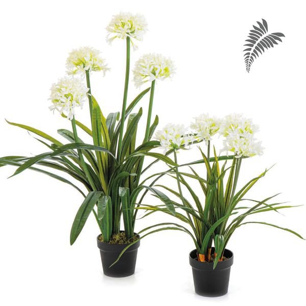 Large Agapanthus White w/pot 103cm 1171W