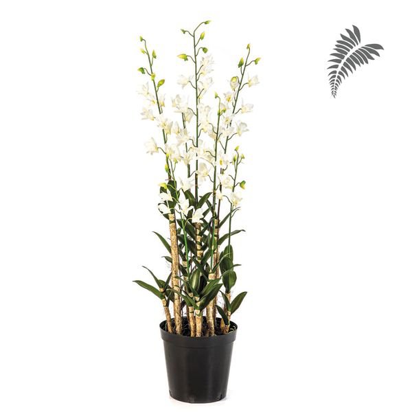 Orchid Dendrobidium White/Pot 132cm 1177W