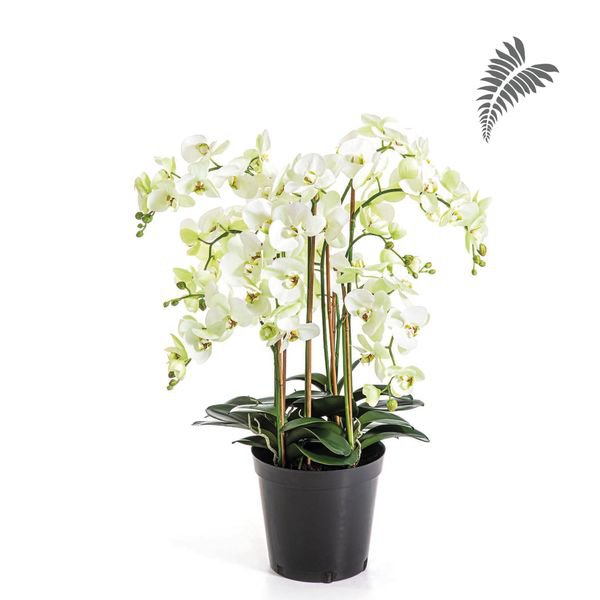 Phalaenopsis de Luxe Cream/Pot 85cm 1179CR