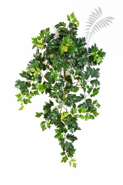 GRAPE IVY HANGING BUSH X 7 1190N