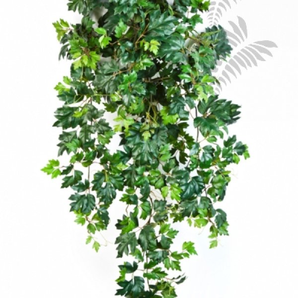 GRAPE IVY HANGING BUSH X 12 1191N