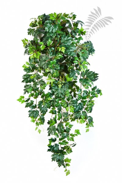 GRAPE IVY HANGING BUSH X 12 1191N