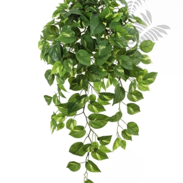 Pothos Hanging Bush X 232 85cm 1193N