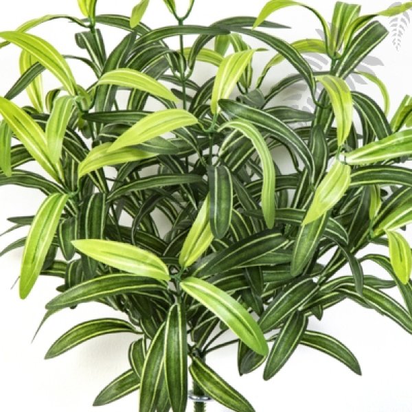 SPIDER BUSH X 12 GREEN 1205N