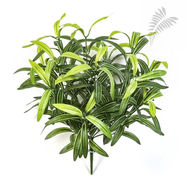 SPIDER BUSH X 12 GREEN 1205N