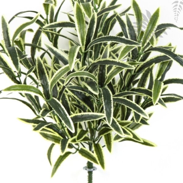 SPIDER BUSH X 12 GREEN/CREAM 1205NW