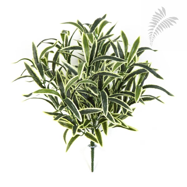 SPIDER BUSH X 12 GREEN/CREAM 1205NW