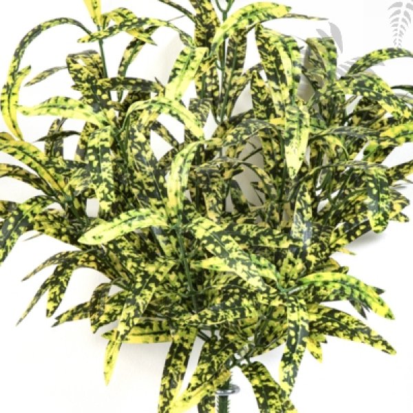 SPIDER BUSH X 12 GREEN/YELLOW 1205NY