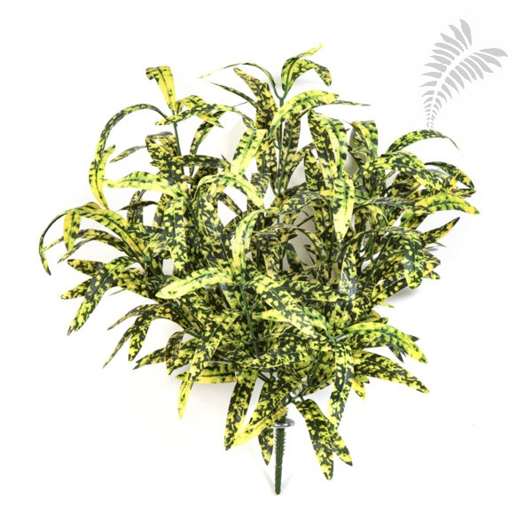 SPIDER BUSH X 12 GREEN/YELLOW 1205NY