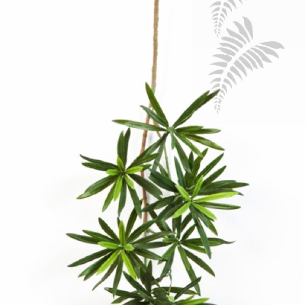 NEW PODOCARPUS SPRAY 53 CM 1218M