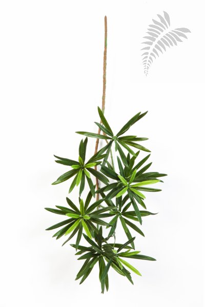 NEW PODOCARPUS SPRAY 53 CM 1218M