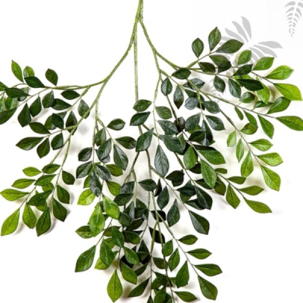 MURRAYA SPRAY X 181 LVS 1230N