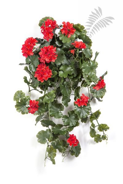 GERANIUM HANGING BUSH RED - UV 1252R-UV