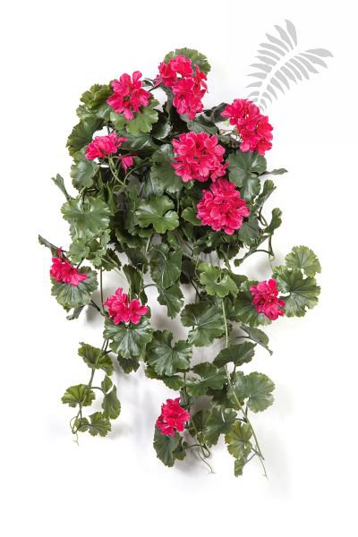 GERANIUM HANGING BUSH VIOLET - UV 1252V-UV