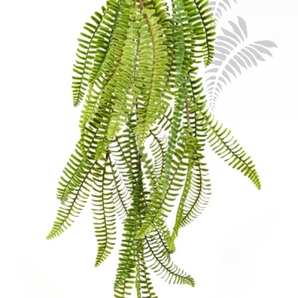 WILD BOSTON FERN HANGING BUSH 1301N