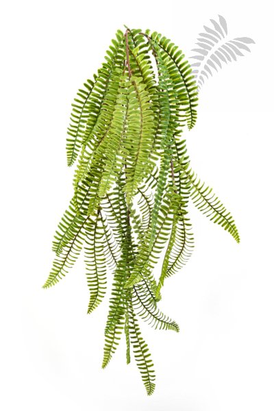 WILD BOSTON FERN HANGING BUSH 1301N