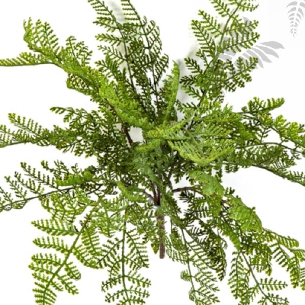 WOOD FERN 1302N