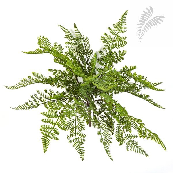 WOOD FERN 1302N