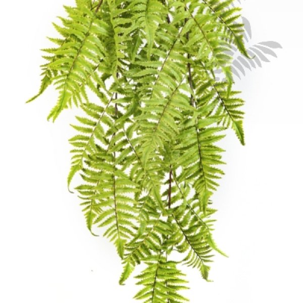 CINNAMON FERN HANGING BUSH 1305N