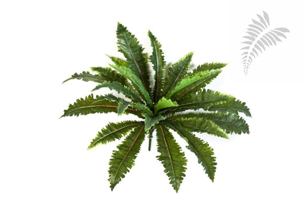 Margarintum Fern Bush X24 1310N