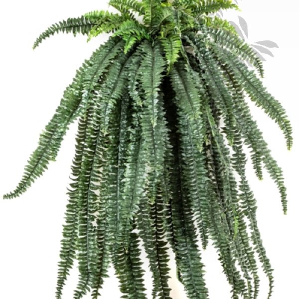 LARGE FERN HANGING BUSH X 64 1325N
