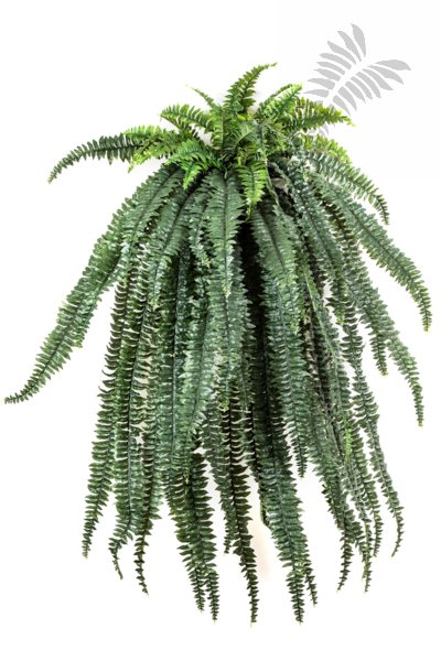 LARGE FERN HANGING BUSH X 64 1325N