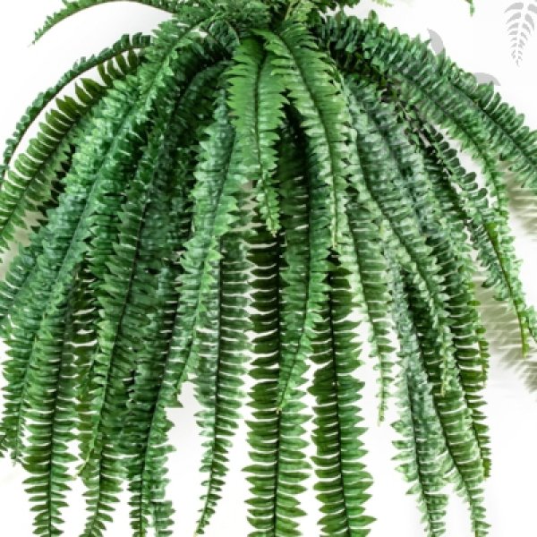 MEDIUM HANGING FERN X 52 LVS 1326N